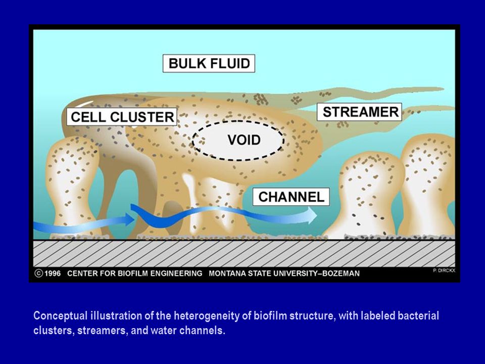 Conceptual illustration of the heterogeneity of biofilm structure, with labeled bacterial clusters, streamers, and water channels.