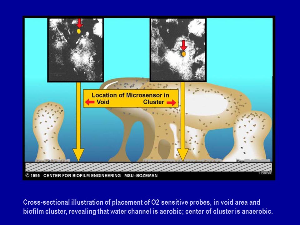 Cross-sectional illustration of placement of O2 sensitive probes, in void area and biofilm cluster, revealing that water channel is aerobic; center of cluster is anaerobic.