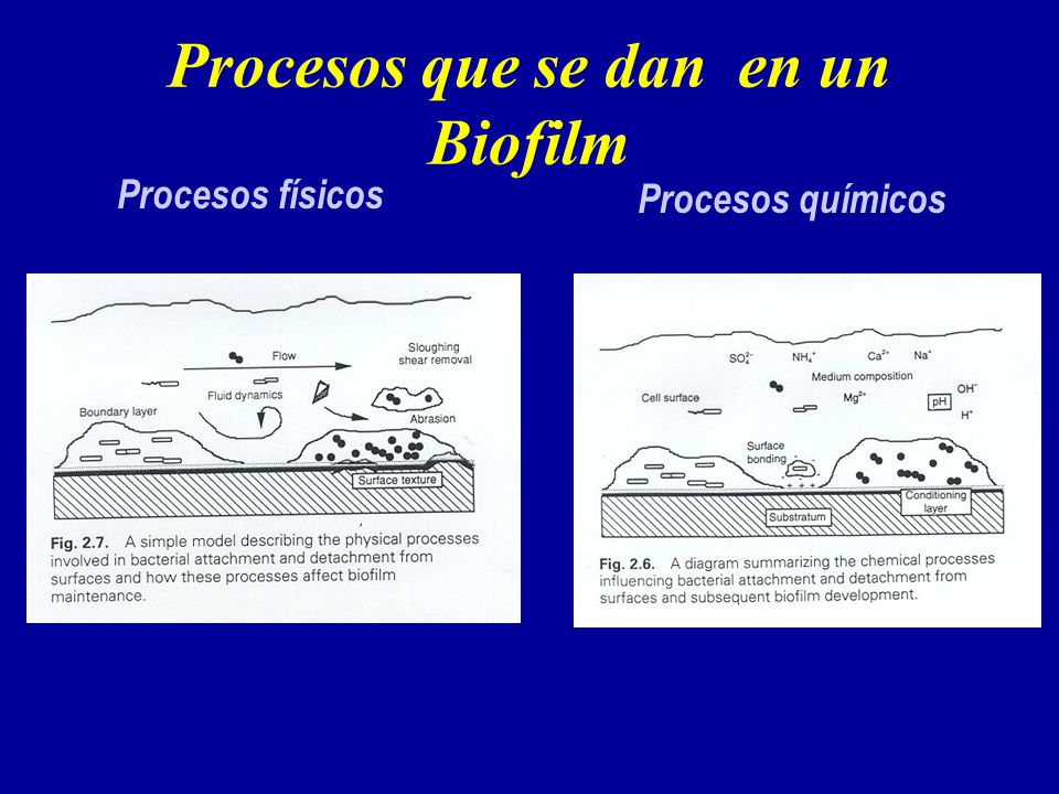 Procesos que se dan en un Biofilm