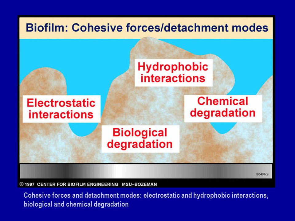 Cohesive forces and detachment modes: electrostatic and hydrophobic interactions, biological and chemical degradation