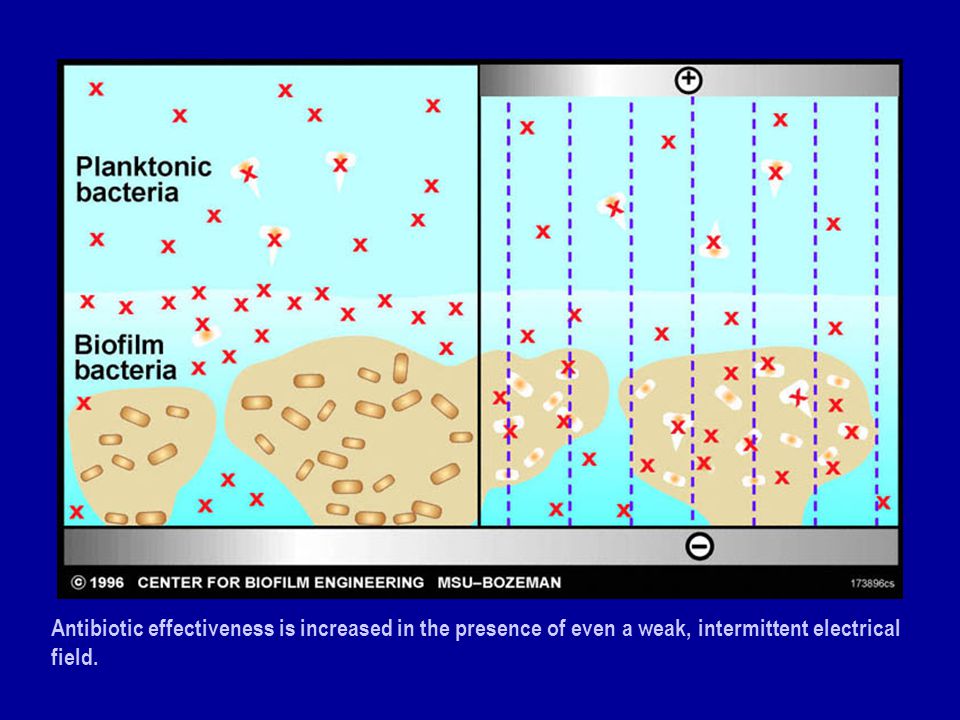 Antibiotic effectiveness is increased in the presence of even a weak, intermittent electrical field.