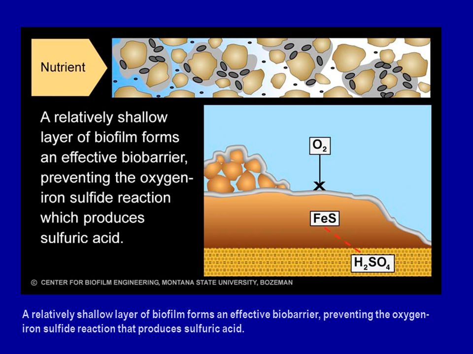 A relatively shallow layer of biofilm forms an effective biobarrier, preventing the oxygen-iron sulfide reaction that produces sulfuric acid.