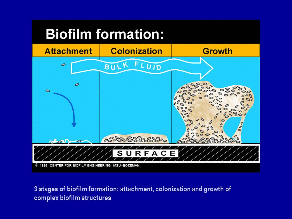3 stages of biofilm formation: attachment, colonization and growth of complex biofilm structures