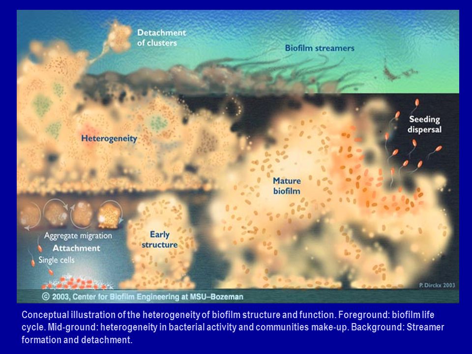 Conceptual illustration of the heterogeneity of biofilm structure and function.