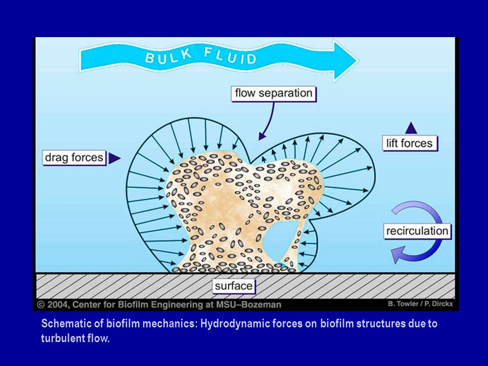 Schematic of biofilm mechanics: Hydrodynamic forces on biofilm structures due to turbulent flow.