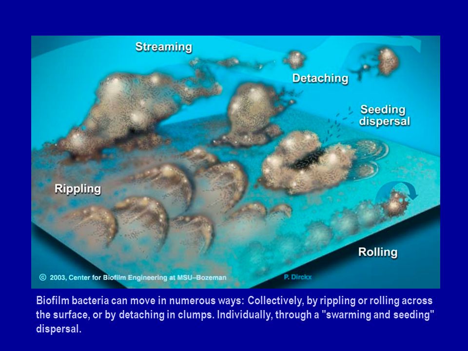 Biofilm bacteria can move in numerous ways: Collectively, by rippling or rolling across the surface, or by detaching in clumps.