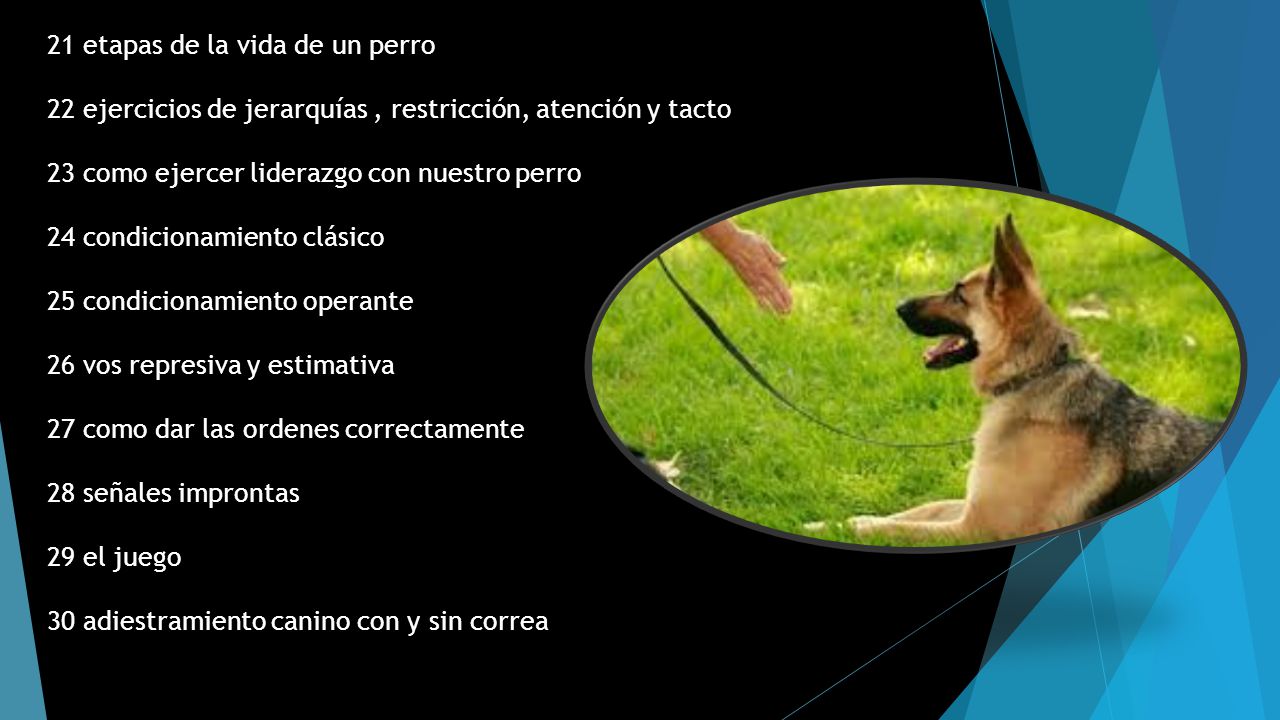 21 etapas de la vida de un perro 22 ejercicios de jerarquías , restricción, atención y tacto 23 como ejercer liderazgo con nuestro perro 24 condicionamiento clásico 25 condicionamiento operante 26 vos represiva y estimativa 27 como dar las ordenes correctamente 28 señales improntas 29 el juego 30 adiestramiento canino con y sin correa