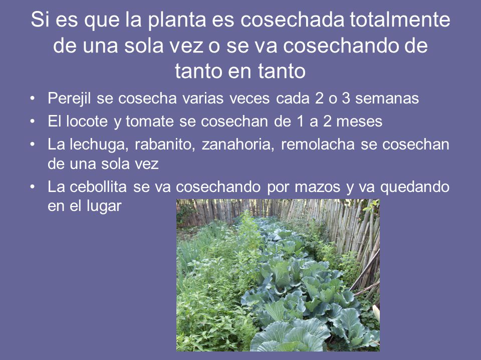 Si es que la planta es cosechada totalmente de una sola vez o se va cosechando de tanto en tanto