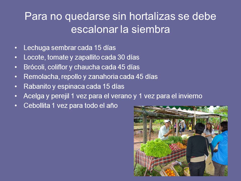 Para no quedarse sin hortalizas se debe escalonar la siembra