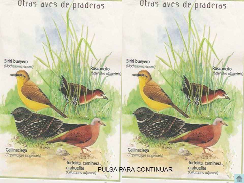 PULSA PARA CONTINUAR AVES DEL VALLE DE ABURRA, MEDELLIN ANTIOQUIA COLOMBIA