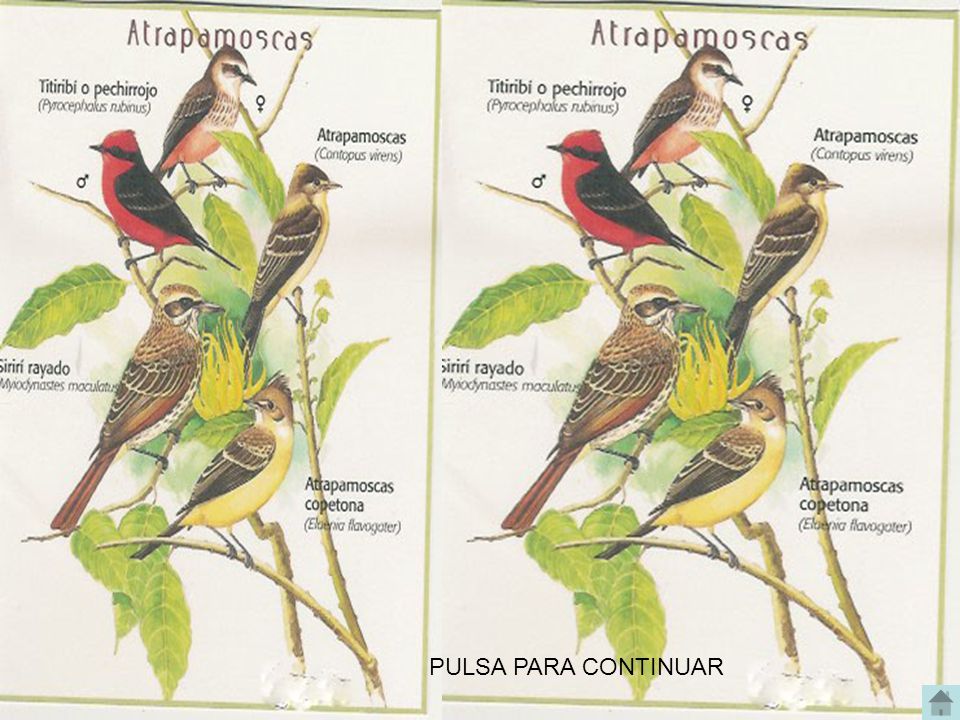 PULSA PARA CONTINUAR AVES DEL VALLE DE ABURRA, MEDELLIN ANTIOQUIA COLOMBIA