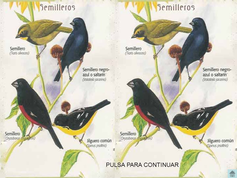 PULSA PARA CONTINUAR AVES DEL VALLE DE ABURRA, MEDELLIN ANTIOQUIA COLOMBIA