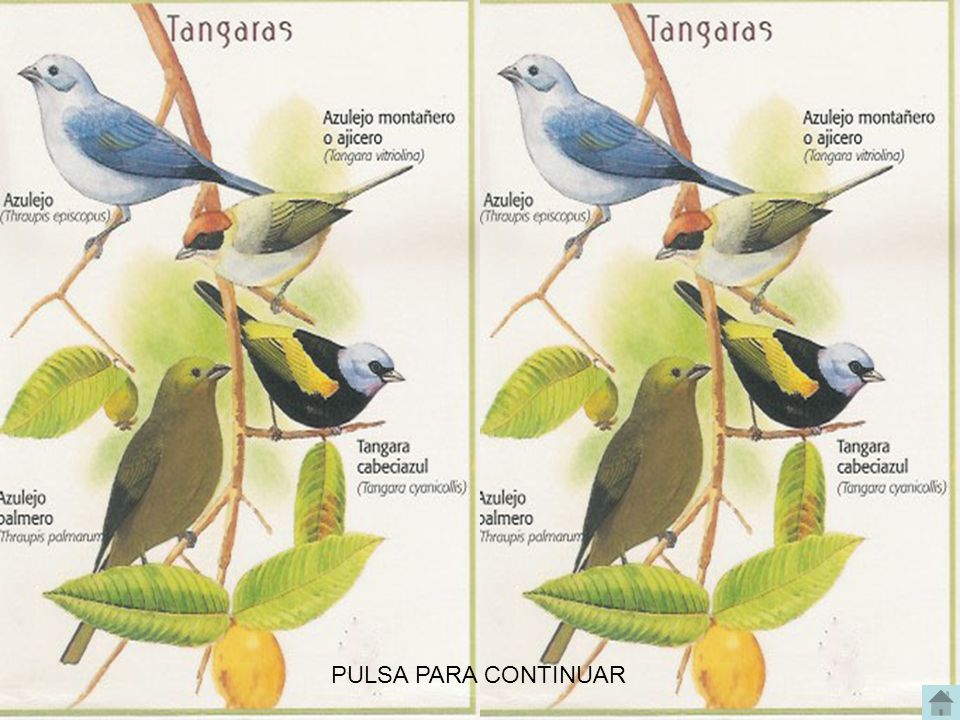 AVES DEL VALLE DE ABURRA, MEDELLIN ANTIOQUIA COLOMBIA