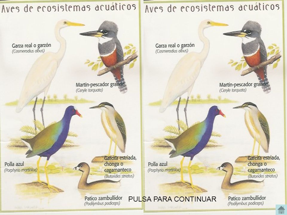 PULSA PARA CONTINUAR AVES DEL VALLE DE ABURRA, MEDELLIN ANTIOQUIA COLOMBIA