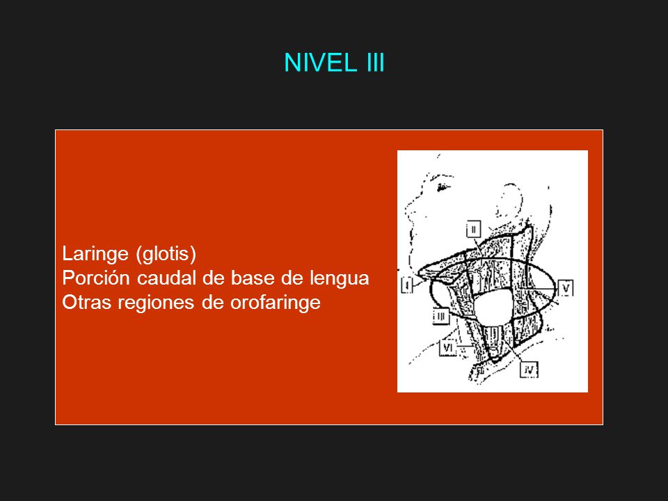 NIVEL III Laringe (glotis) Porción caudal de base de lengua