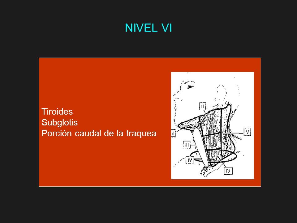 NIVEL VI Tiroides Subglotis Porción caudal de la traquea