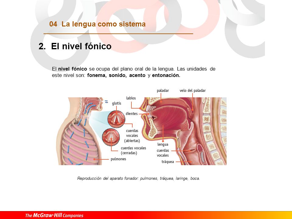 2. El nivel fónico El fonema: el sistema fonológico del castellano