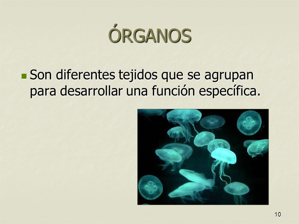 ÓRGANOS Son diferentes tejidos que se agrupan para desarrollar una función específica.