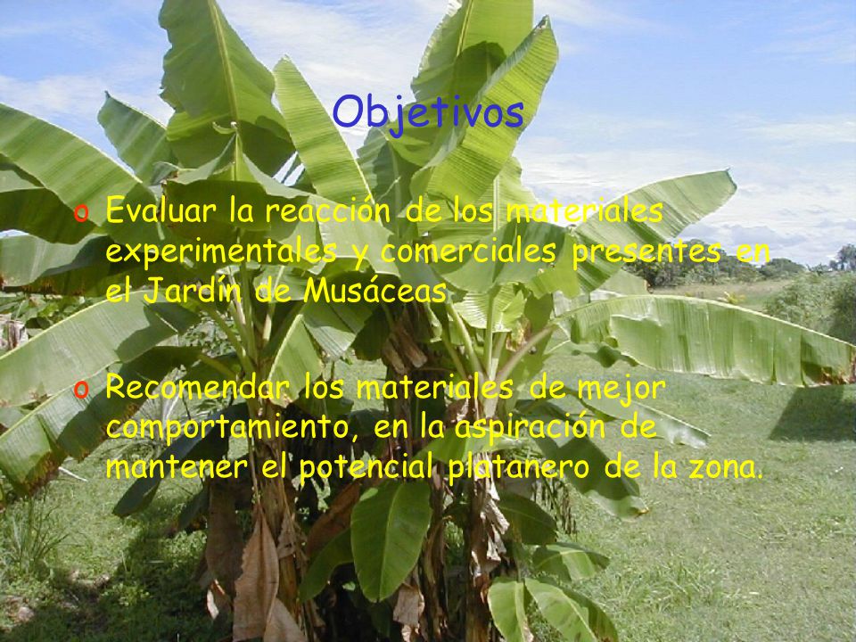 Objetivos Evaluar la reacción de los materiales experimentales y comerciales presentes en el Jardín de Musáceas.