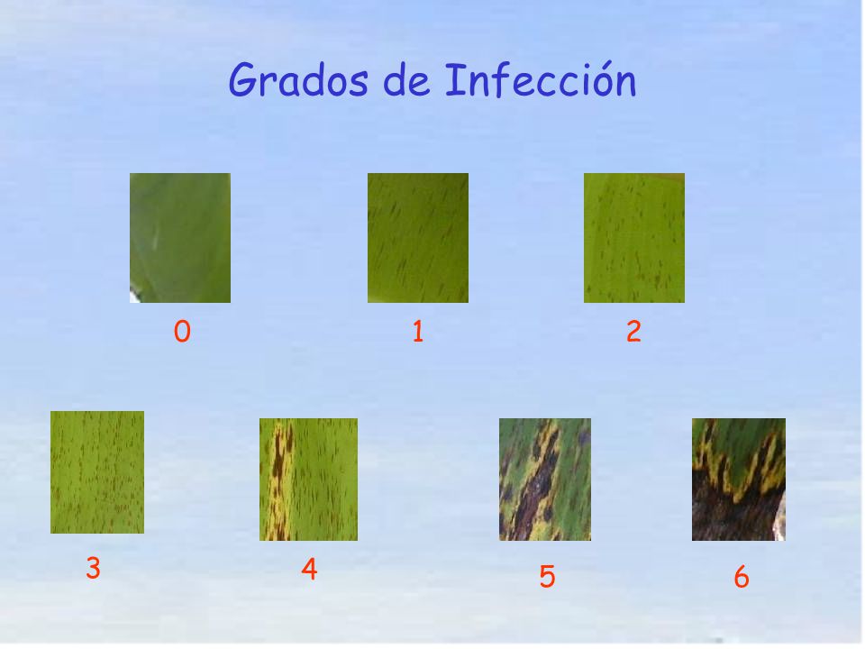Grados de Infección