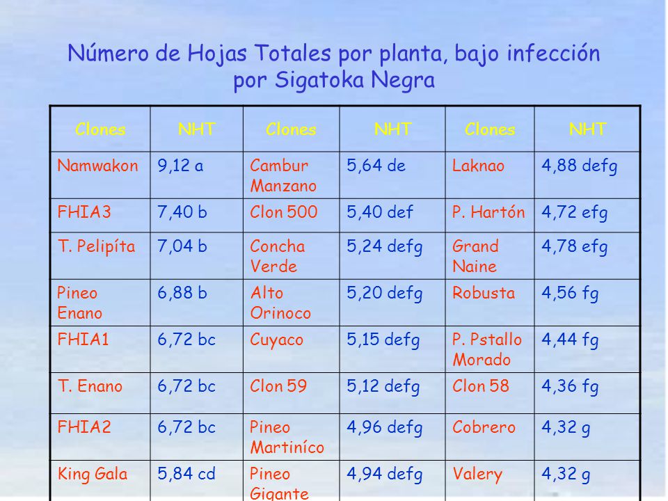 Número de Hojas Totales por planta, bajo infección por Sigatoka Negra