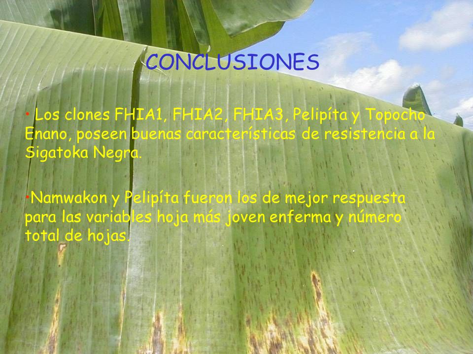 CONCLUSIONES Los clones FHIA1, FHIA2, FHIA3, Pelipíta y Topocho Enano, poseen buenas características de resistencia a la Sigatoka Negra.