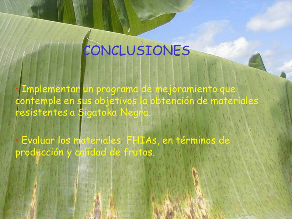 CONCLUSIONES Implementar un programa de mejoramiento que contemple en sus objetivos la obtención de materiales resistentes a Sigatoka Negra.