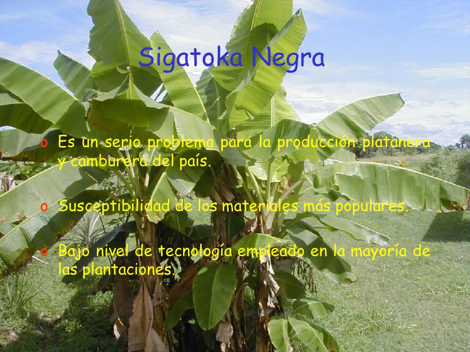 Sigatoka Negra Es un serio problema para la producción platanera y camburera del país. Susceptibilidad de los materiales más populares.