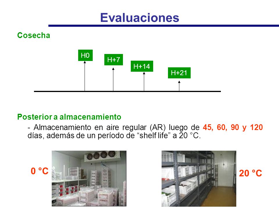 Evaluaciones 0 °C 20 °C Cosecha Posterior a almacenamiento