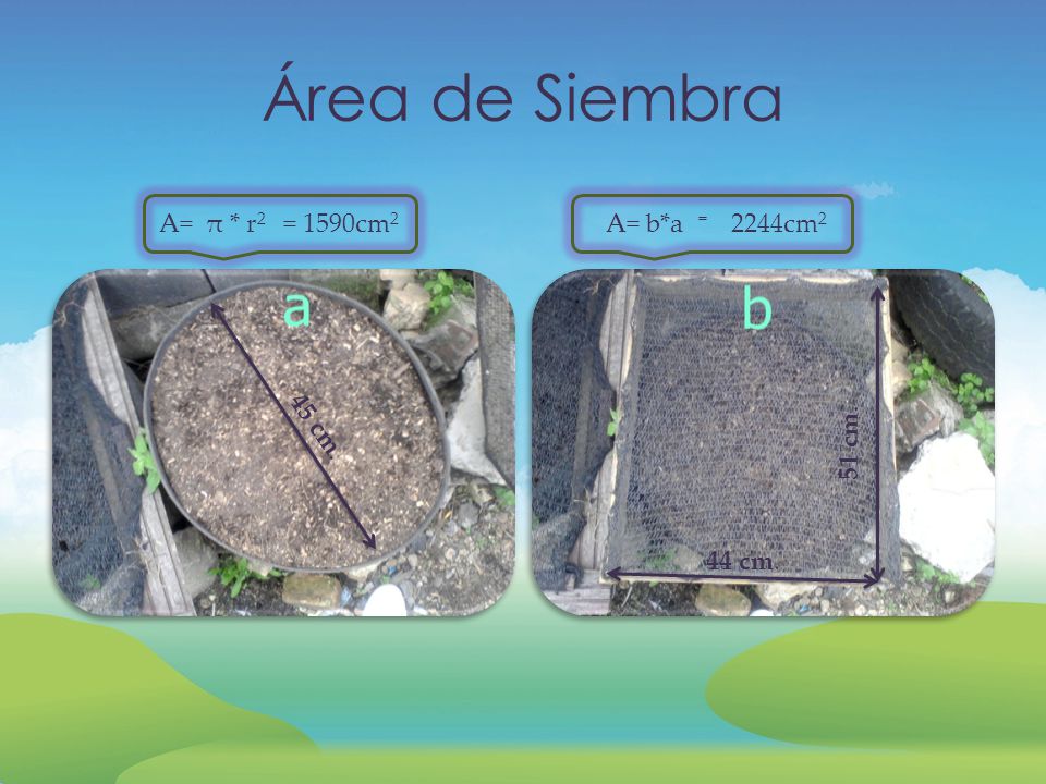 Área de Siembra A= π * r2 = 1590cm2 A= b*a = 2244cm2 51 cm. 45 cm.