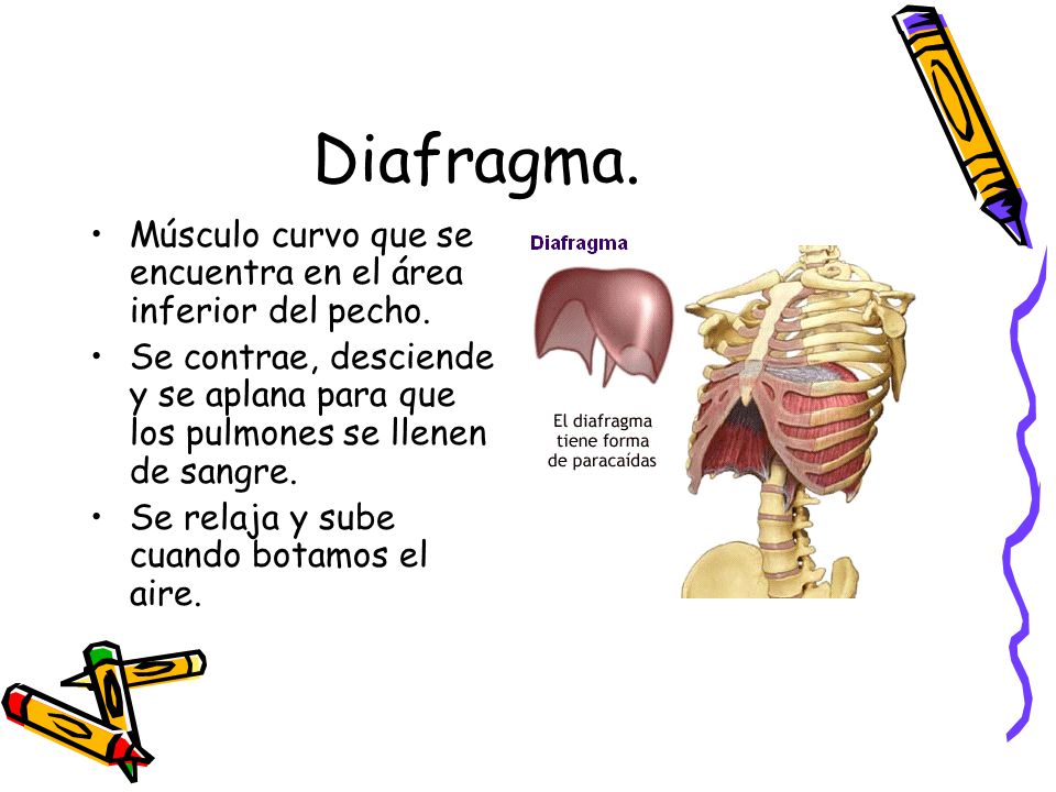 Diafragma. Músculo curvo que se encuentra en el área inferior del pecho.