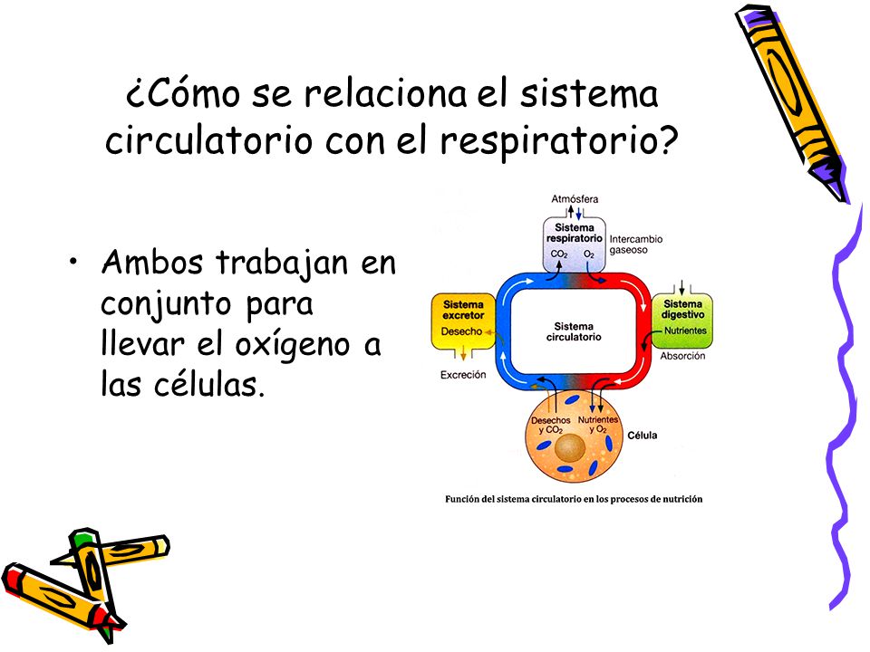 ¿Cómo se relaciona el sistema circulatorio con el respiratorio