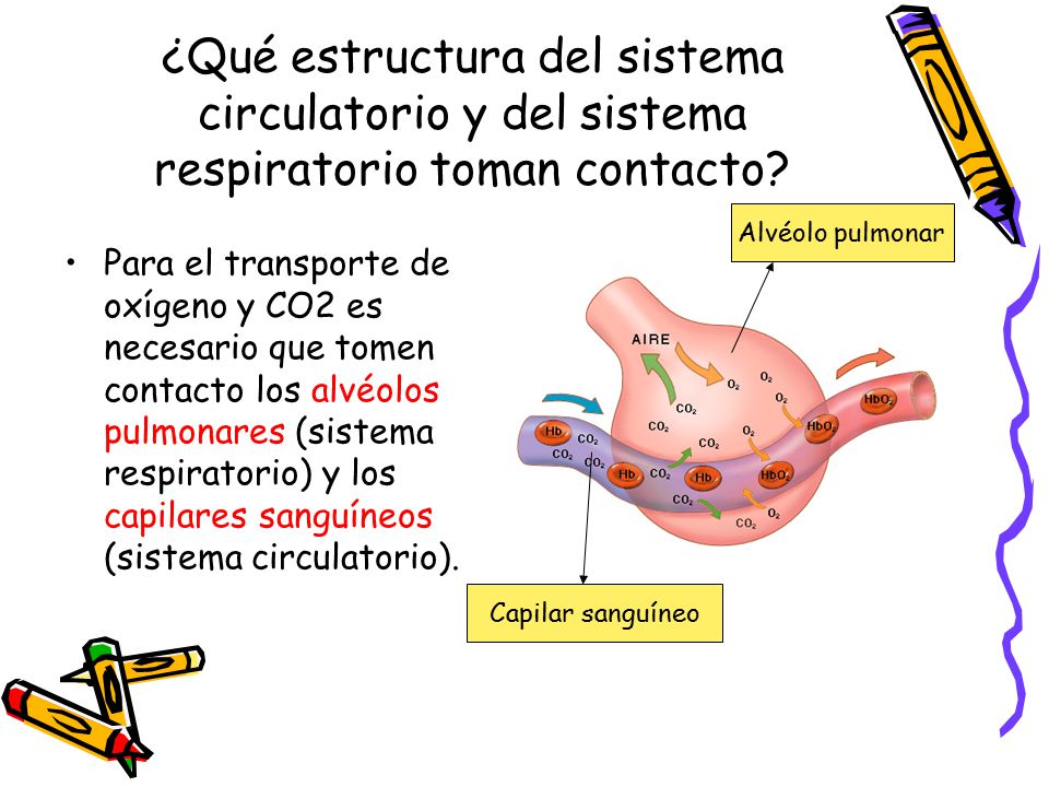 ¿Qué estructura del sistema circulatorio y del sistema respiratorio toman contacto