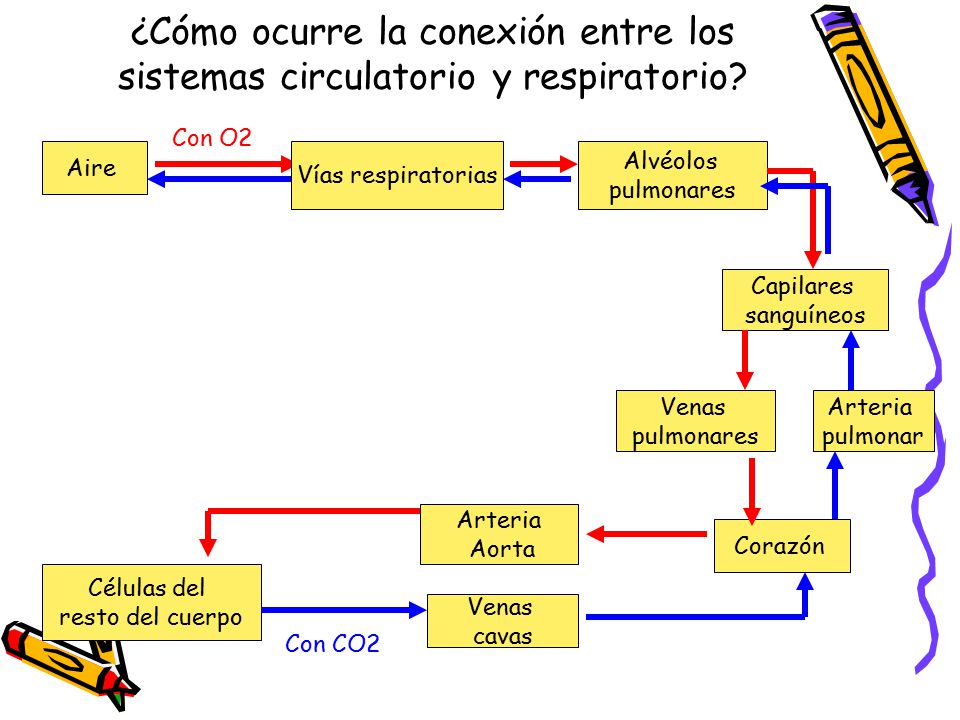 ¿Cómo ocurre la conexión entre los sistemas circulatorio y respiratorio