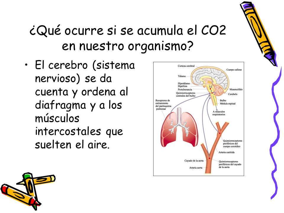 ¿Qué ocurre si se acumula el CO2 en nuestro organismo