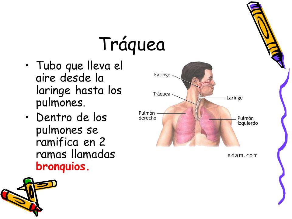 Tráquea Tubo que lleva el aire desde la laringe hasta los pulmones.