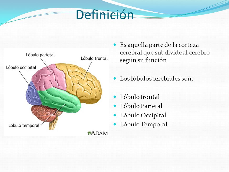 Definición Es aquella parte de la corteza cerebral que subdivide al cerebro según su función. Los lóbulos cerebrales son: