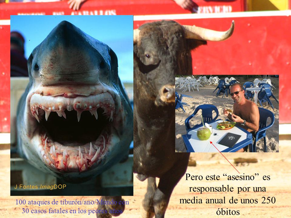 Xiphias gladius Pero este asesino es responsable por una media anual de unos 250 óbitos.