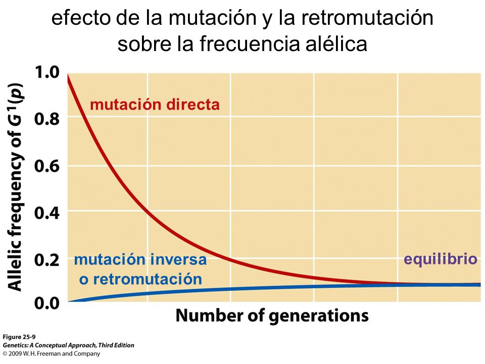 efecto de la mutación y la retromutación sobre la frecuencia alélica