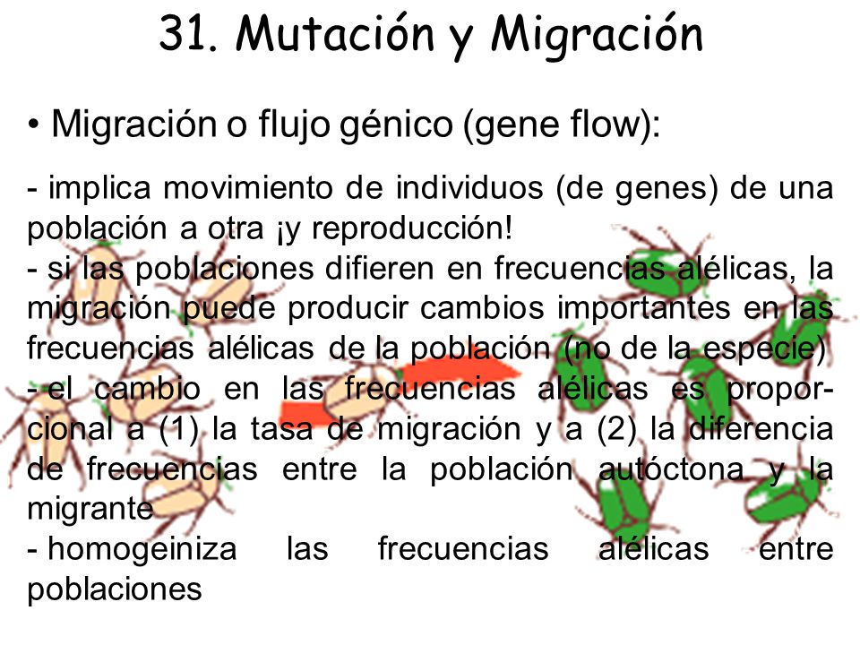 31. Mutación y Migración • Migración o flujo génico (gene flow):