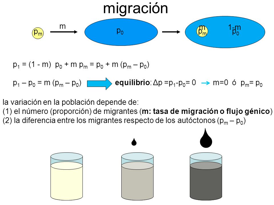 migración m. pm. p0. m. pm. 1-m. p0. p1 = (1 - m) p0 + m pm = p0 + m (pm – p0)