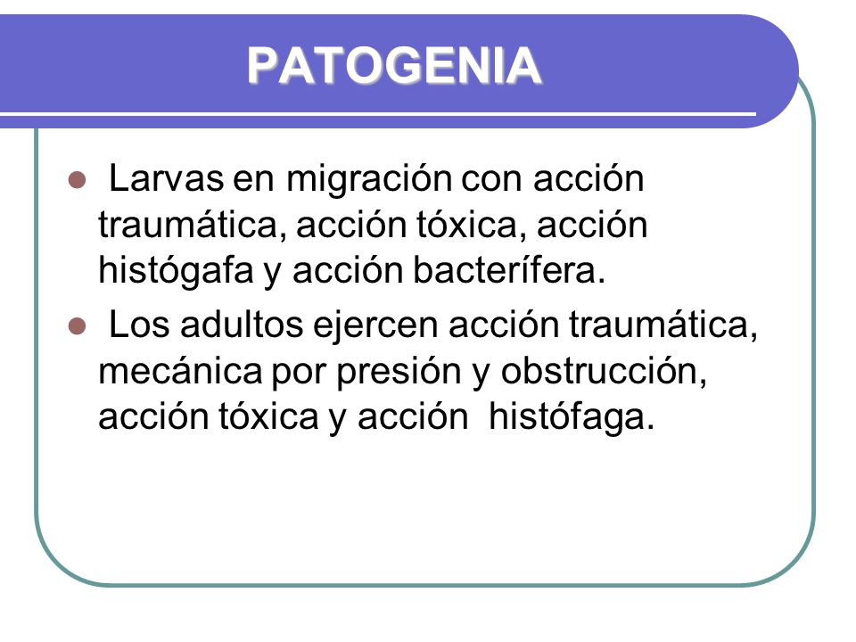 PATOGENIA Larvas en migración con acción traumática, acción tóxica, acción histógafa y acción bacterífera.