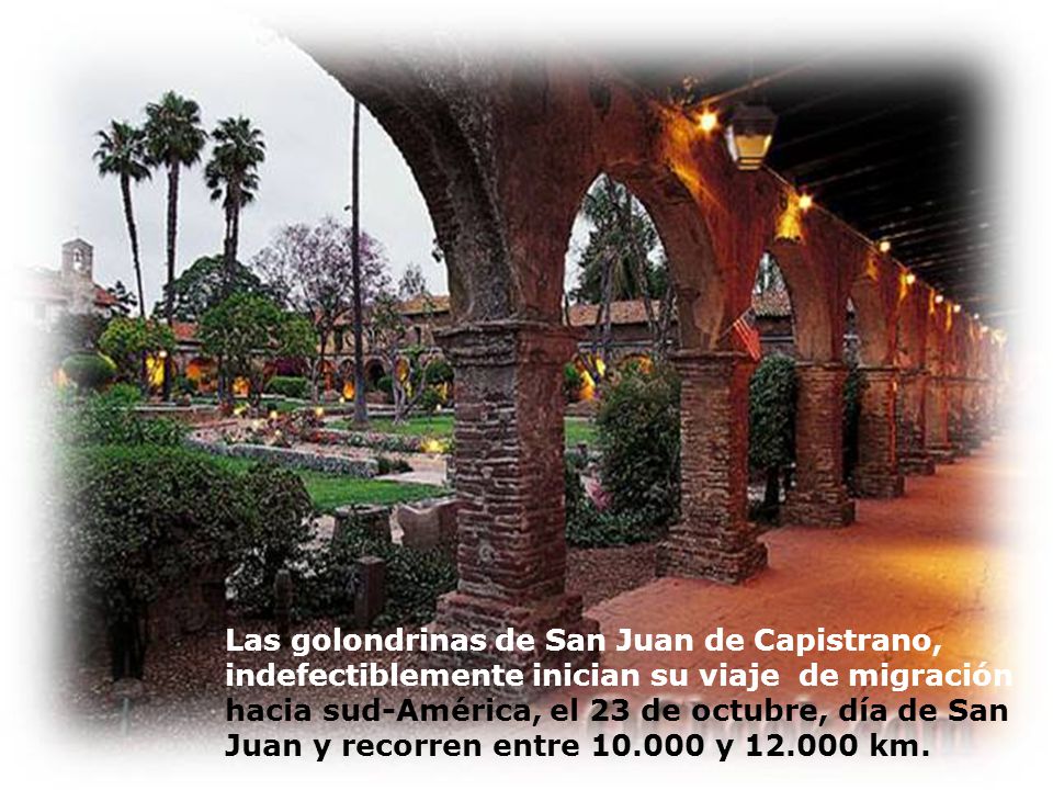 Las golondrinas de San Juan de Capistrano, indefectiblemente inician su viaje de migración hacia sud-América, el 23 de octubre, día de San Juan y recorren entre y km.