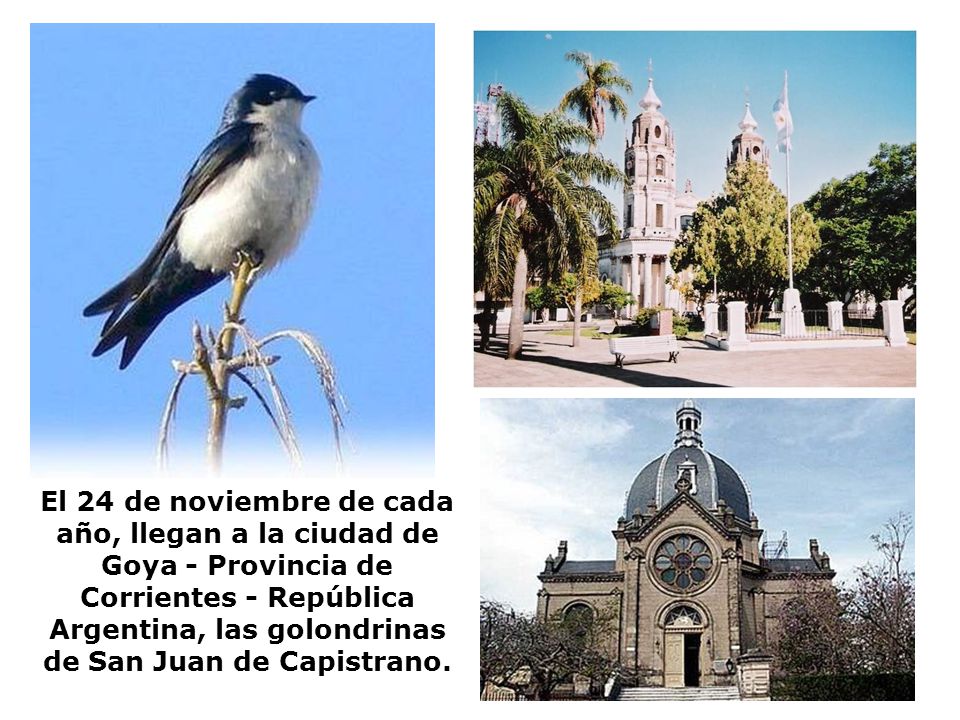 El 24 de noviembre de cada año, llegan a la ciudad de Goya - Provincia de Corrientes - República Argentina, las golondrinas de San Juan de Capistrano.