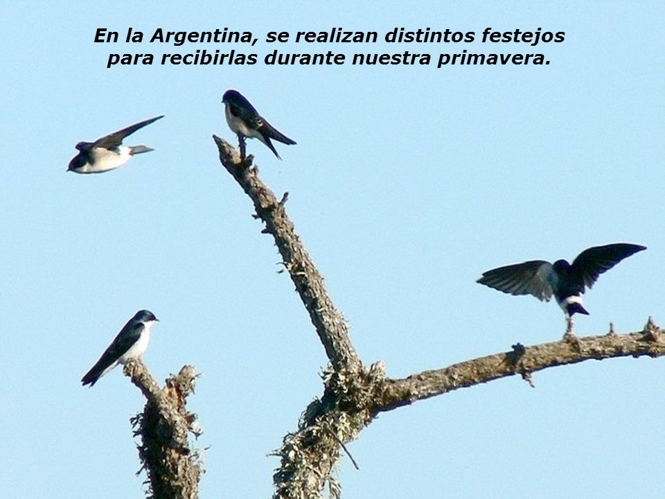 En la Argentina, se realizan distintos festejos para recibirlas durante nuestra primavera.