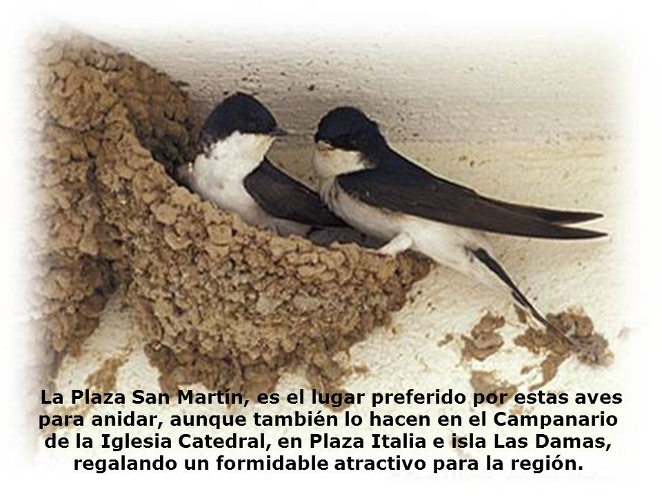 La Plaza San Martín, es el lugar preferido por estas aves para anidar, aunque también lo hacen en el Campanario de la Iglesia Catedral, en Plaza Italia e isla Las Damas, regalando un formidable atractivo para la región.