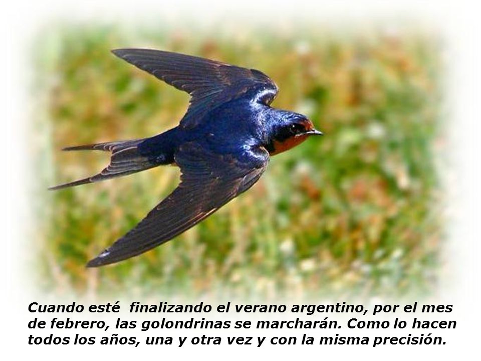 Cuando esté finalizando el verano argentino, por el mes de febrero, las golondrinas se marcharán.