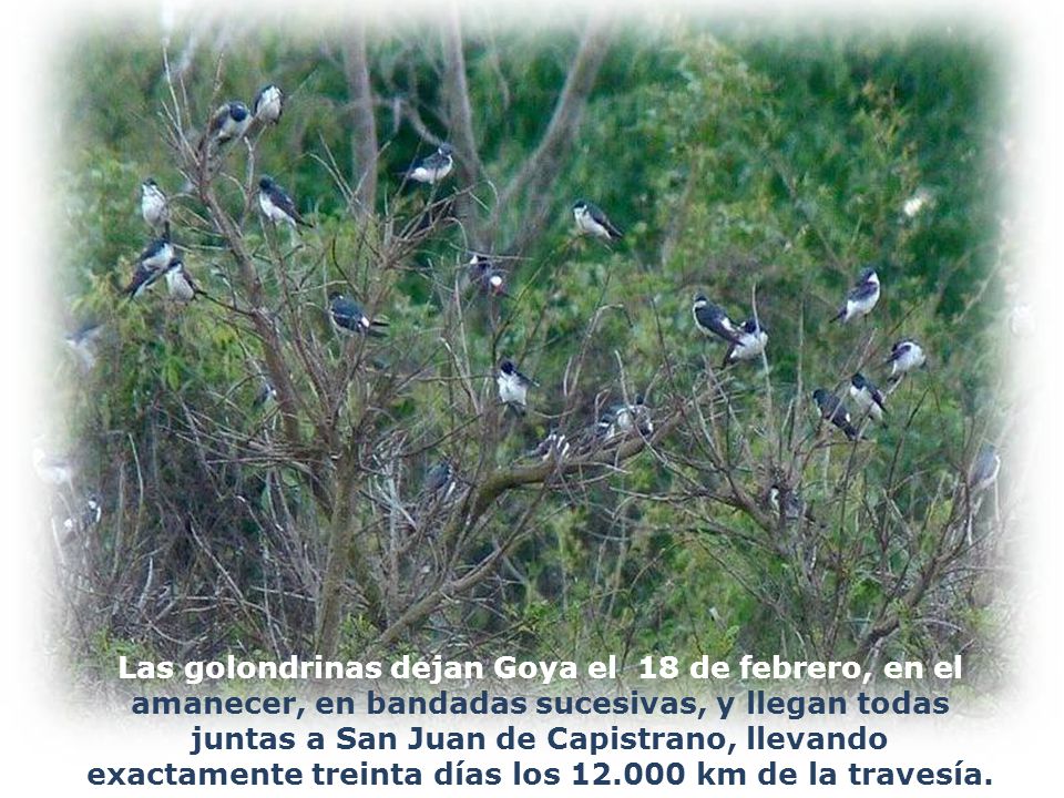 Las golondrinas dejan Goya el 18 de febrero, en el amanecer, en bandadas sucesivas, y llegan todas juntas a San Juan de Capistrano, llevando exactamente treinta días los km de la travesía.