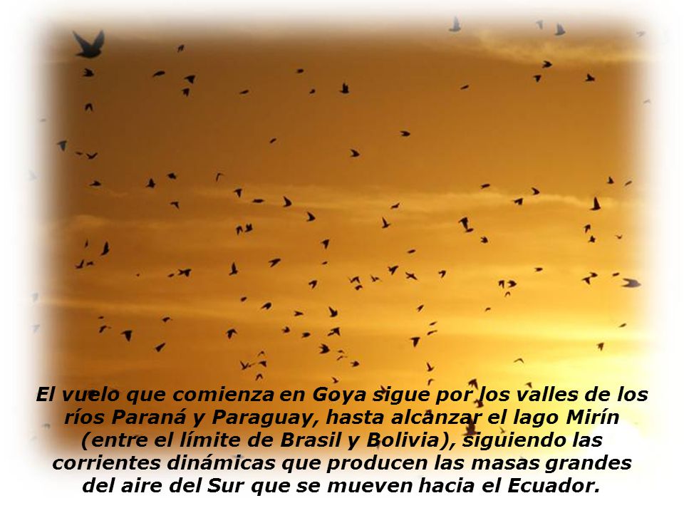 El vuelo que comienza en Goya sigue por los valles de los ríos Paraná y Paraguay, hasta alcanzar el lago Mirín (entre el límite de Brasil y Bolivia), siguiendo las corrientes dinámicas que producen las masas grandes del aire del Sur que se mueven hacia el Ecuador.