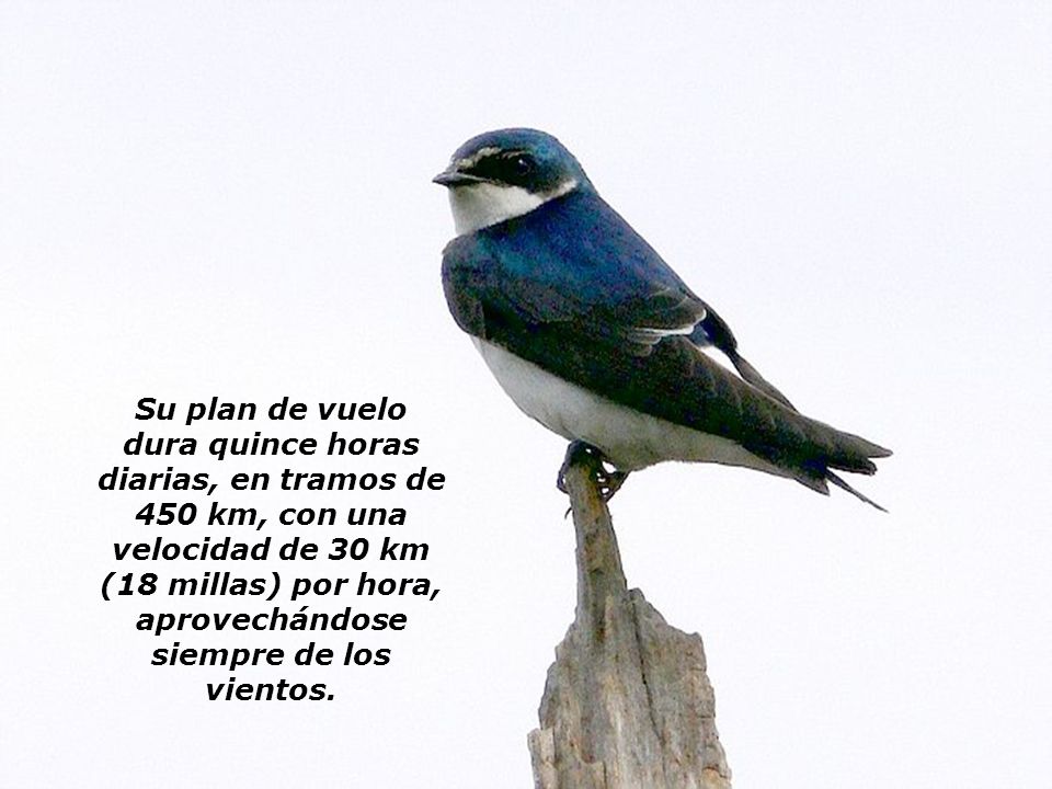 Su plan de vuelo dura quince horas diarias, en tramos de 450 km, con una velocidad de 30 km (18 millas) por hora, aprovechándose siempre de los vientos.